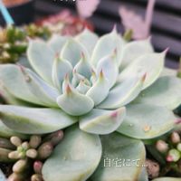 セダム,エケベリア,オーロラ,桃太郎,多肉植物の画像