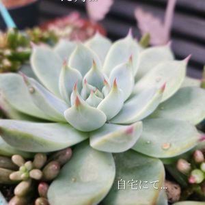 セダム,エケベリア,オーロラ,桃太郎,多肉植物の画像