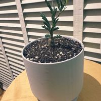 センナ・メリディオナリス,センナ・メリディオナリス,塊根植物,リビング,みどりのある暮らしの画像