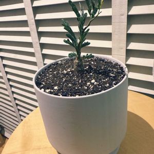 センナ・メリディオナリス,センナ・メリディオナリス,塊根植物,リビング,みどりのある暮らしの画像