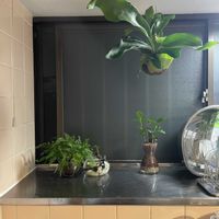 まりも,コーヒーの木,ダバリア　ラビットフッド,アヌビアス・ナナ,多肉植物の画像