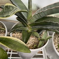 サンスベリア,サンスベリア サムライドワーフ,サンスベリアハイブリッド,観葉植物の画像