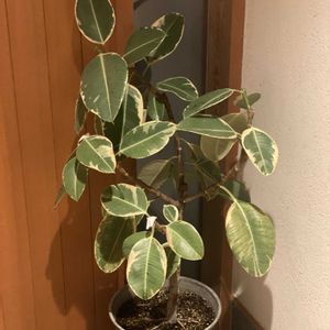 フィカス・エラスティカ 'アサヒ',観葉植物,鉢植え,緑が好き,剪定の画像