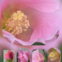 キク,ショウジョウソウ,トレニア,フヨウ,ヘンリーヅタの画像