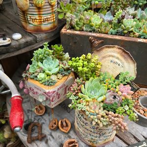 多肉植物,サビサビ,可愛い♡,癒される♡,maiﾁｬﾝリメ缶の画像