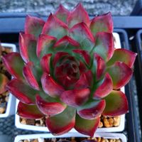 スイレン,コロラータ,ボール,ファイヤーピラー。,デカ鉢丼の画像