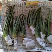 アロエベラ,アロエベラ,記録,初めて育てる,バルコニー/ベランダの画像