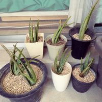 アロエベラ,アロエベラ,成長,記録,初めて育てるの画像