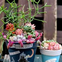 イワシャジン,リプサリス,女雛錦,リメイク鉢,秋色の画像