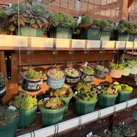 多肉植物,セリア,ガーデニング,リメイク鉢,粉ふるいの画像