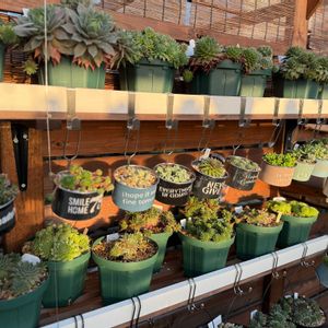 多肉植物,セリア,ガーデニング,リメイク鉢,粉ふるいの画像