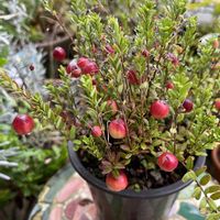 クランベリー,花のある暮らし,家庭菜園,玄関アプローチの画像