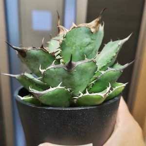 アガベ,アガベ チタノタ,アガベ チタノタ パンダ,アガベ チタノタ熊猫,多肉植物の画像