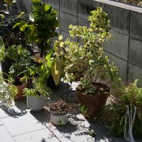 リュウビンタイ,カシワバゴム,フィカス,観葉植物,鉢植えの画像