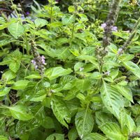 ホーリーバジル,クリシュナトゥルシー,カプーアトゥルシー,種から育てる,日陰庭の画像