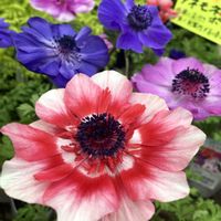 アネモネ,キク,キンギョソウ,サルビア,ルクリアの画像