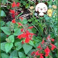 ダリア,ダリア,ヒメツルソバ,ヒメツルソバ,サルメントーサの画像