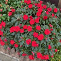 インパチェンス,インパチェンス,パイナップルセージ,パイナップルセージ,ハナミズキの画像