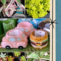 コダカラベンケイソウ,カランコエ 不死鳥錦,セダム ミモザ,多肉植物の画像