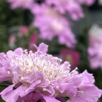 サルビア,スカビオサ,マツムシソウ,ランタナ,ポリゴナム（ヒメツルソバ）の画像