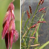 ニラ,バイモ,バイモユリ,アメリカアサガオ,アミガサユリの画像