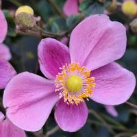 アスター,アスター,シュウメイギク,シュウメイギク,ダリアの画像