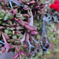 パンジー・ビオラ,桜吹雪,ビオラ,ヒメイワダレソウ,ヒモサボテンの画像