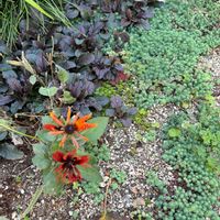 アジュガ,コリウス,スズラン,セダム,タイムの画像