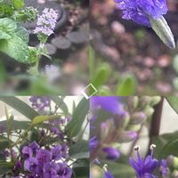 ハーデンベルギア,ミント,ラベンダー,クレマチス八重,くわがたそうの画像