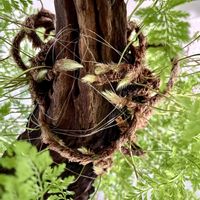 トキワシノブ,猫の手,ダバリア ラビットフット,観葉植物,キキ　トキワシノブの画像