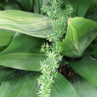 ハラン,アスパラガス,寄り道散歩の画像