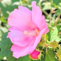 フヨウ,芙蓉,芙蓉 (フヨウ),京都,お花の画像