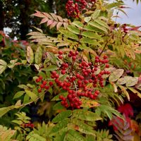 スズラン,ナナカマド,ヒメリンゴ,ハウチワカエデ,ツタ(ナツヅタ)の画像