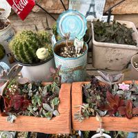 寄せ植え,多肉寄せ植え,ちまちま寄せ,うつくしま福島,がんばろう福島の画像