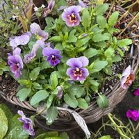 コスモス,ビオラ,ヘリオトロープ,たにく,植物のある暮らしの画像