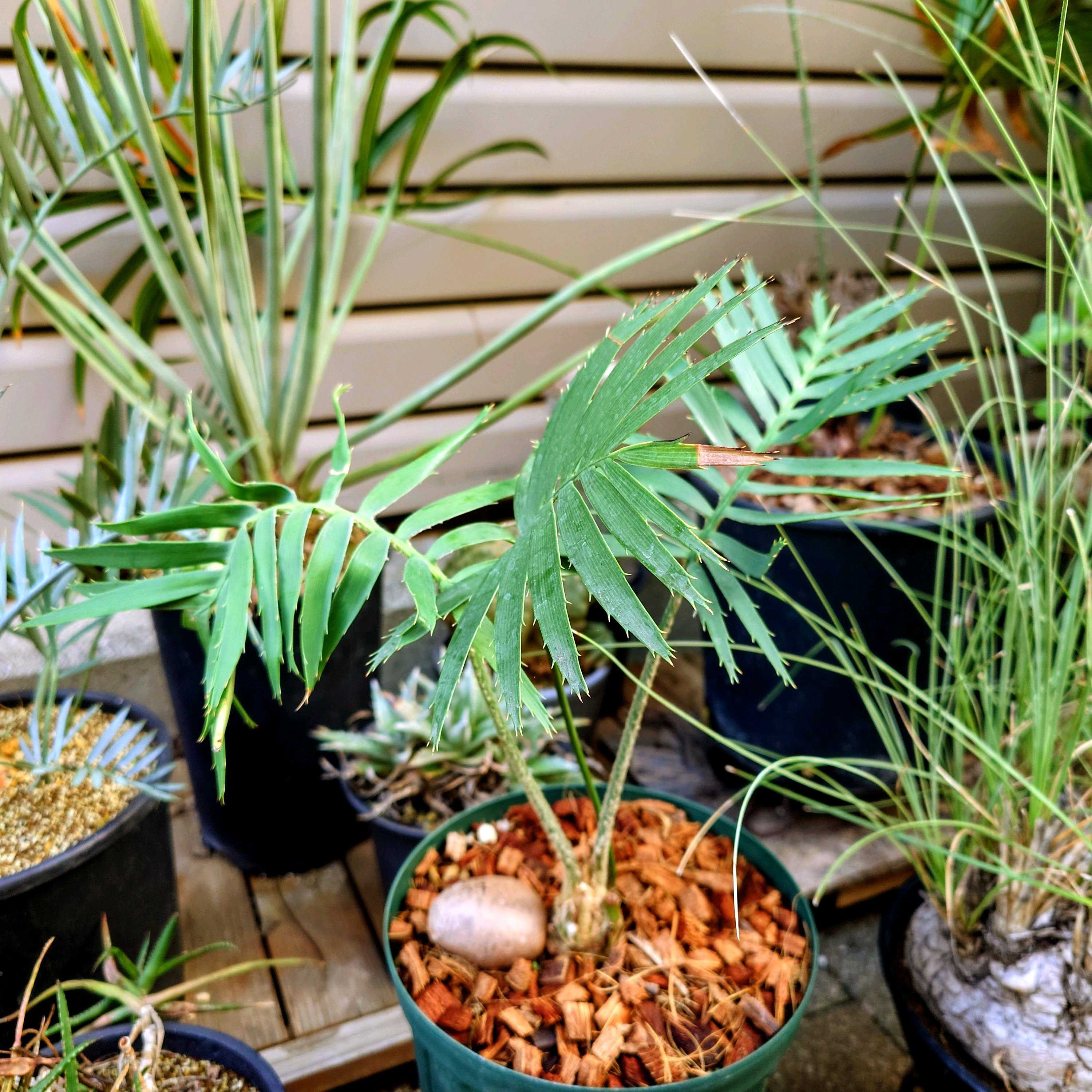 ドラセナ・セルラータの一覧｜🍀GreenSnap（グリーンスナップ）