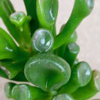 ゴーラム,神刀,ゴーラム（宇宙の木）,うちの庭,東北人花の会の画像