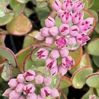 ミセバヤ,多肉植物,鉢植えの画像