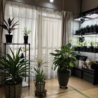 アガベ,ザミア,センナ・メリディオナリス,そてつ,塊根植物の画像