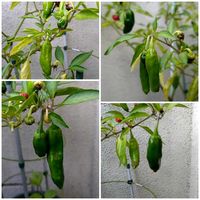 ししとう,シシトウ,収穫の画像