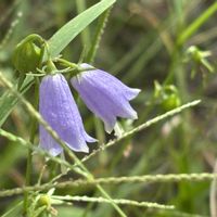 ツリガネニンジン,道端の草花,山野草,薄紫色の花,鳴尾浜臨海公園の画像