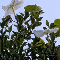 ヨルガオの画像