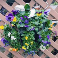 ,寄せ植え,癒し,花のある暮らし,綺麗の画像