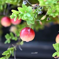 クランベリー,マクロレンズ,ミラーレス一眼,大阪ステーションシティ,天空の農園の画像