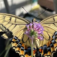 ヤナギハナガサ,チョウ,花壇,ガーデニング,山野草の画像