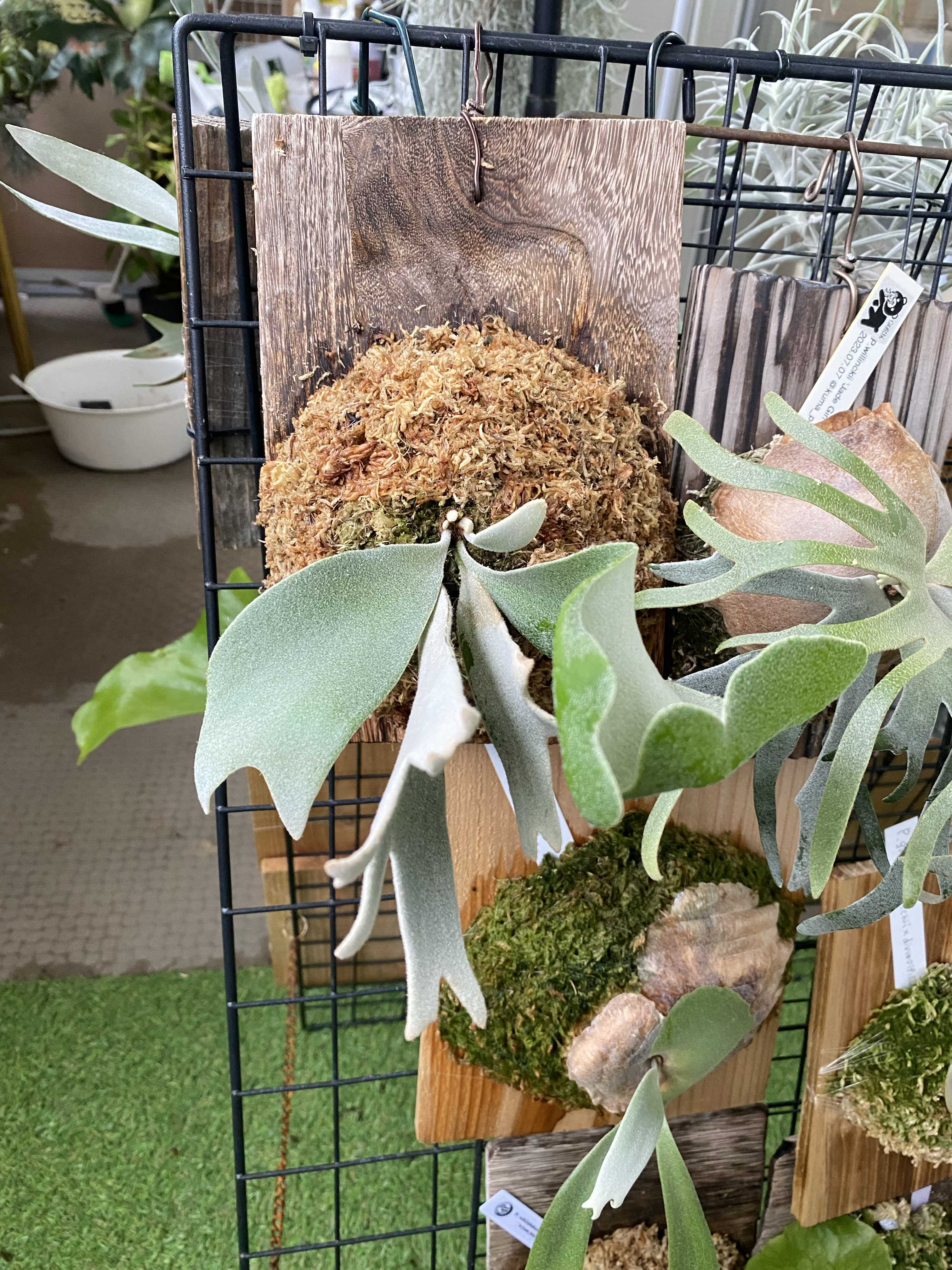 ビカクシダ コロナリウムフィリピネス 板付 ビカクシダ コロナリウム フィリピネスフォーム コウモリラン