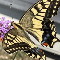 ヤナギハナガサ,チョウ,花壇,ガーデニング,山野草の画像