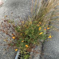 キバナコスモスの画像