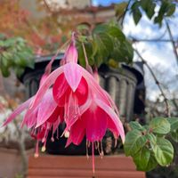 フクシアの画像