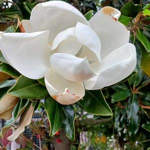 タイサンボクの画像